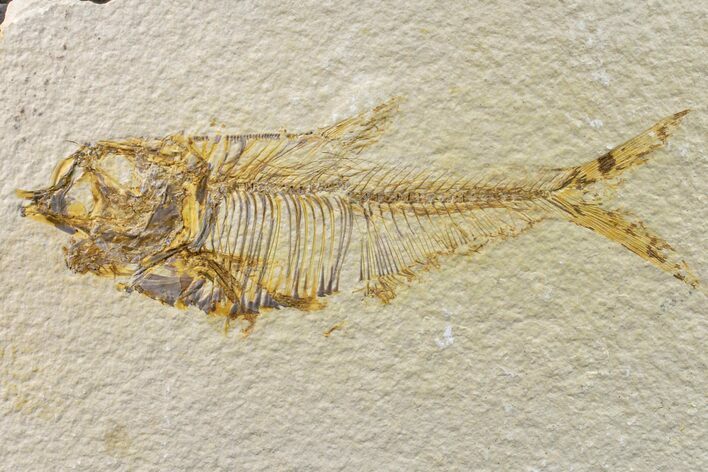 Bargain, Fossil Fish (Diplomystus) - Wyoming #159054